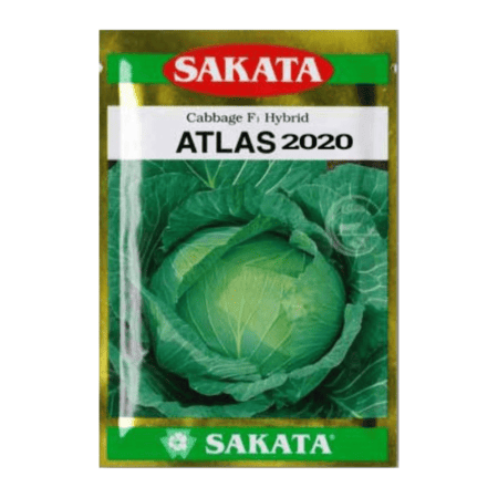 F1 Hybrid Cabbage Seeds Atlas 2020