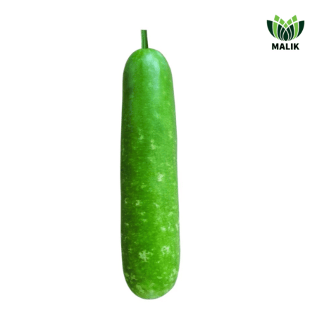 F1 Hybrid Cylindrical Bottle Gourd Seeds Shanti
