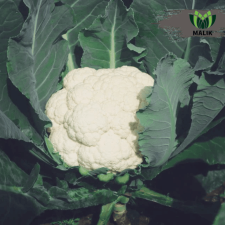 F1 Hybrid Cauliflower Seeds White Flush 2020