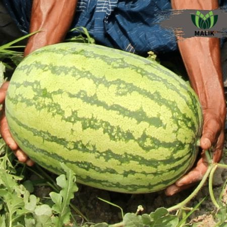 Hybrid Watermelon Seeds Pakija