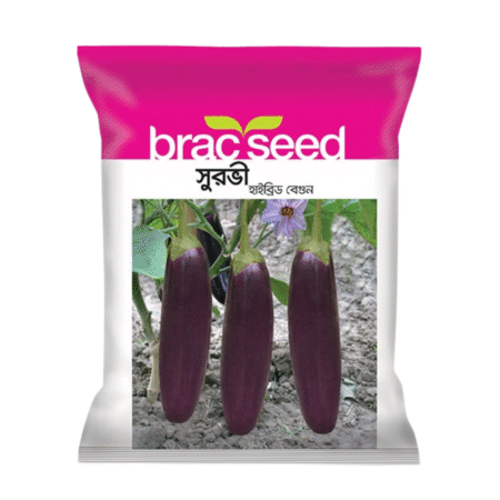F1 Hybrid Brinjal Seeds Surovi