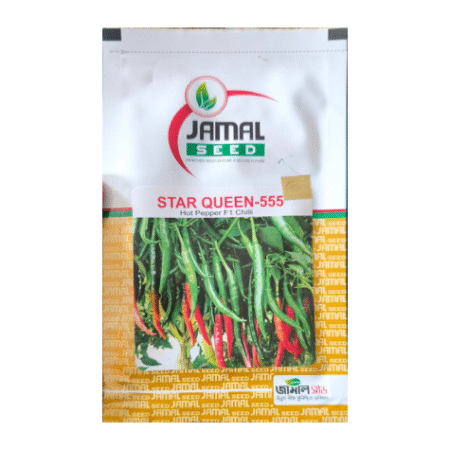F1 Hybrid Chili Seeds Star Queen- 555