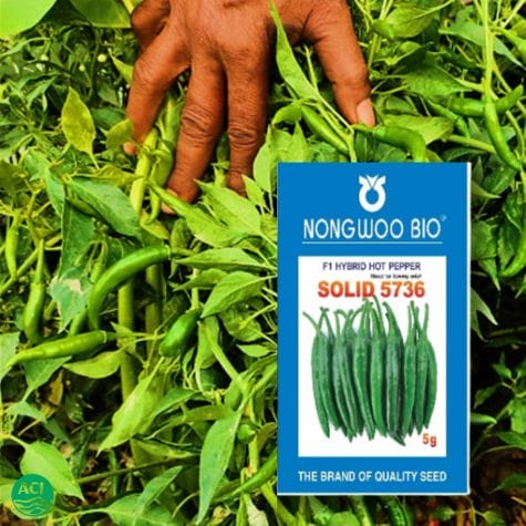 F1 Hybrid Chili Seed Solid 5736