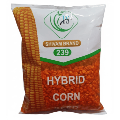Hybrid Maize Seed Shivam