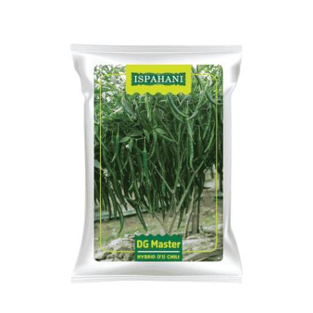 F1 Hybrid Chili Seed DG Master