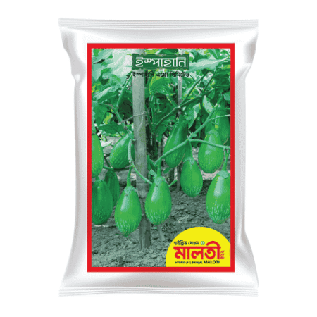 F1 Hybrid Brinjal Seed Maloti