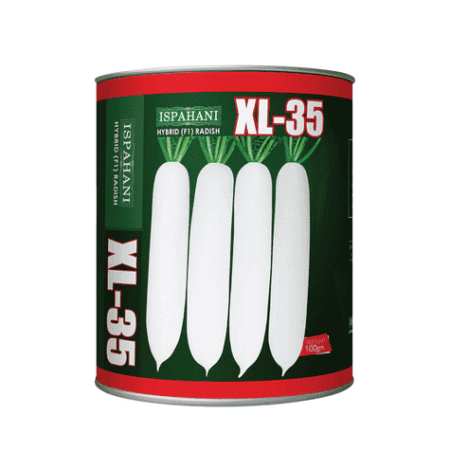 F1 Hybrid Radish Seed XL 35